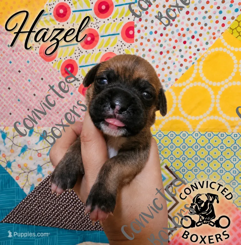 Hazel – Boxer puppy for sale in Manistique, MI