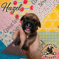 Hazel, a female Boxer for sale in Manistique, MI – 1 of 2