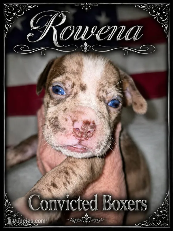 Rowena  – Boxer puppy for sale in Manistique, MI