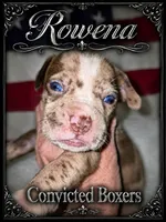 Rowena , a female Boxer for sale in Manistique, MI – 1 of 7