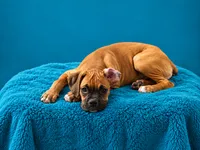 Frisco , a male Boxer for sale in Manistique, MI – 4 of 8