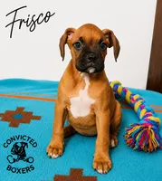 Frisco , a male Boxer for sale in Manistique, MI – 5 of 5