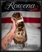 Rowena , a female Boxer for sale in Manistique, MI – 3 of 7