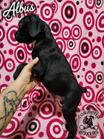 Albus, a male Boxer for sale in Manistique, MI – 2 of 6