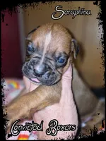 Seraphina, a female Boxer for sale in Manistique, MI – 2 of 6
