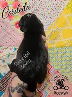Cordeila, a female Boxer for sale in Manistique, MI – 2 of 2