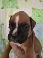 Morgana, a female Boxer for sale in Manistique, MI – 4 of 5