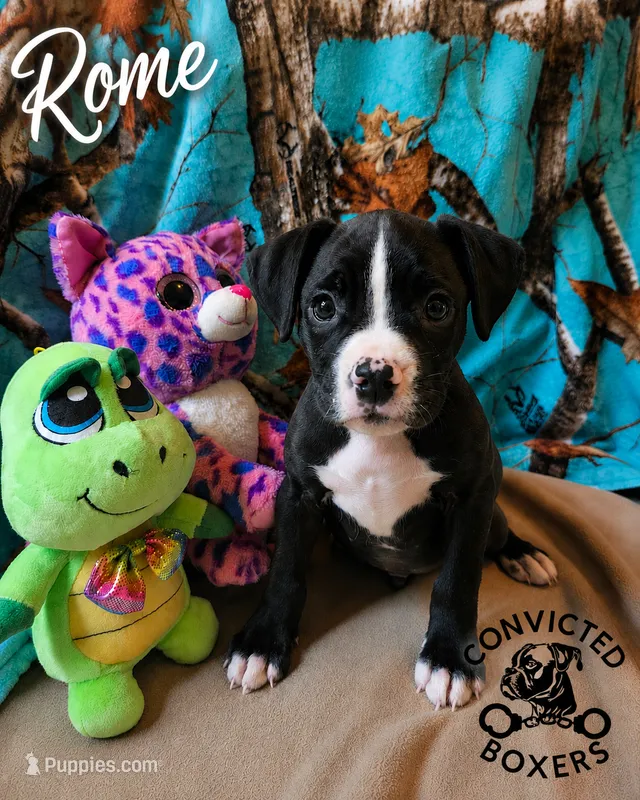 Rome – Boxer puppy on hold in Manistique, MI