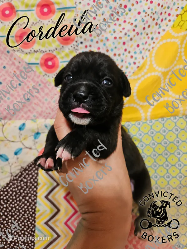 Cordeila – Boxer puppy for sale in Manistique, MI