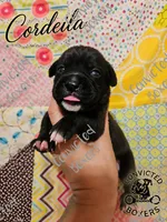 Cordeila, a female Boxer for sale in Manistique, MI – 1 of 2