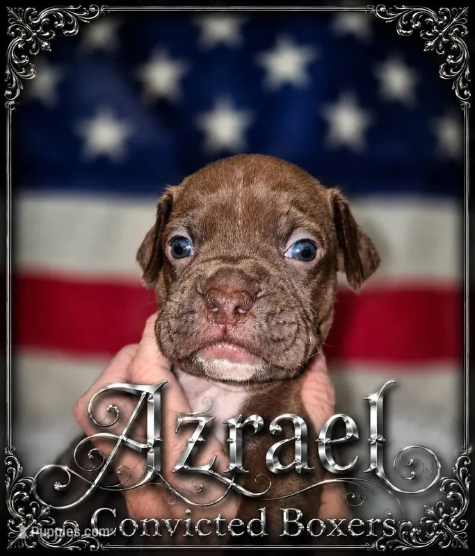 Azrael – Boxer puppy for sale in Manistique, MI
