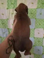 Morgana, a female Boxer for sale in Manistique, MI – 5 of 5