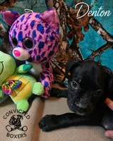 Denton , a male Boxer for sale in Manistique, MI – 3 of 6