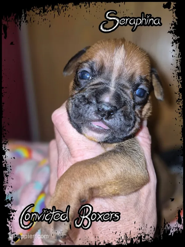 Seraphina – Boxer puppy for sale in Manistique, MI