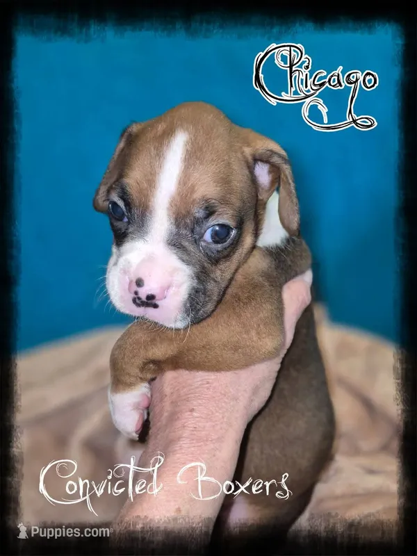 Chicago  – Boxer puppy for sale in Manistique, MI