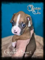 Chicago , a male Boxer for sale in Manistique, MI – 1 of 2