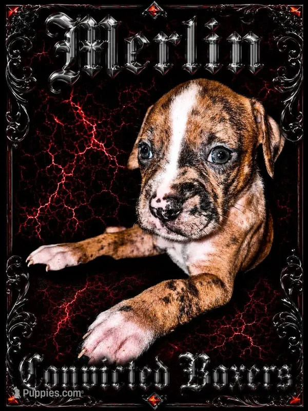 Merlin  – Boxer puppy for sale in Manistique, MI