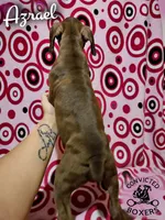 Azrael, a male Boxer for sale in Manistique, MI – 6 of 6