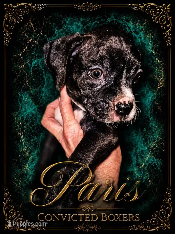 Paris  – Boxer puppy for sale in Manistique, MI