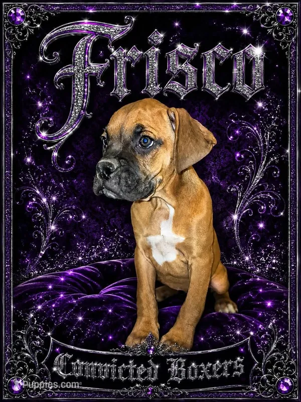 Frisco  – Boxer puppy for sale in Manistique, MI