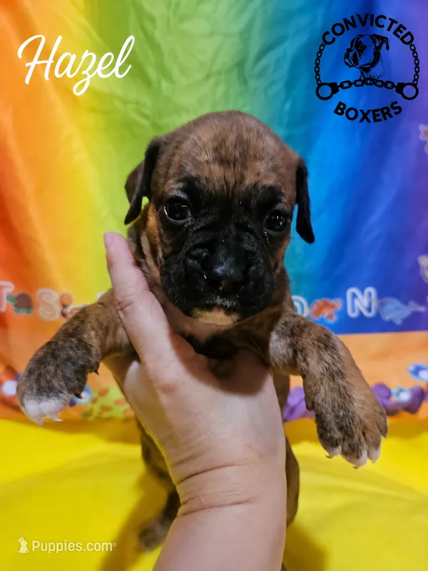 Hazel – Boxer puppy for sale in Manistique, MI