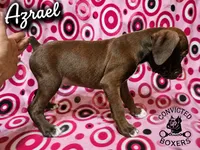 Azrael, a male Boxer for sale in Manistique, MI – 5 of 6