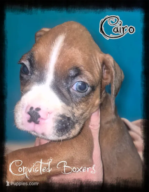 Cairo  – Boxer puppy for sale in Manistique, MI