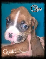 Cairo , a male Boxer for sale in Manistique, MI – 1 of 2