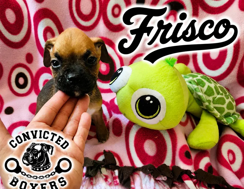 Frisco  – Boxer puppy for sale in Manistique, MI