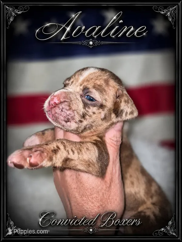 Merlin  – Boxer puppy for sale in Manistique, MI