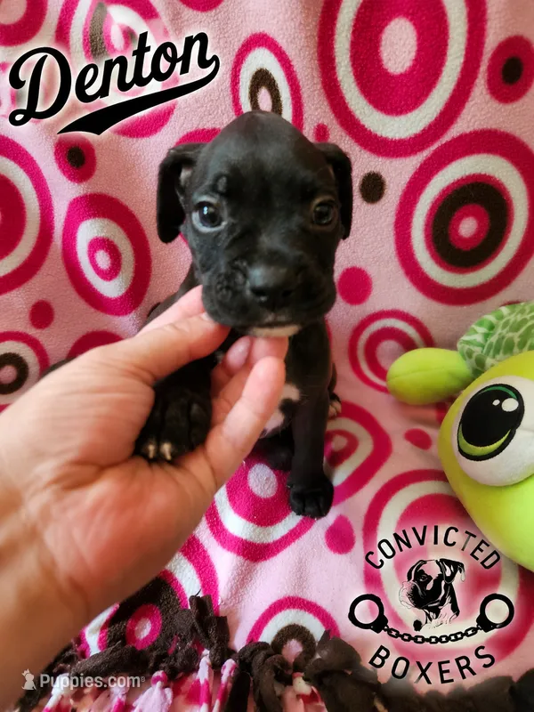 Denton  – Boxer puppy for sale in Manistique, MI