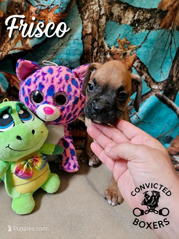 Frisco  – Boxer puppy for sale in Manistique, MI