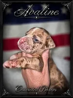 Aveline, a female Boxer for sale in Manistique, MI – 8 of 8