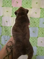 Lazarus , a male Boxer for sale in Manistique, MI – 5 of 5