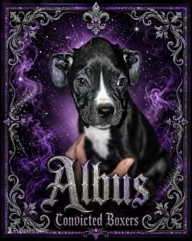 Albus – Boxer puppy for sale in Manistique, MI