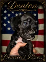 Denton , a male Boxer for sale in Manistique, MI – 7 of 8