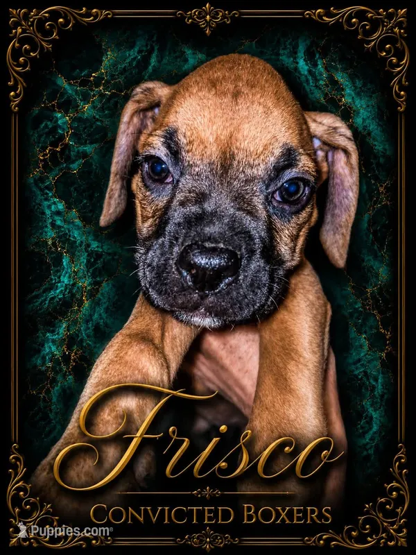 Frisco  – Boxer puppy for sale in Manistique, MI