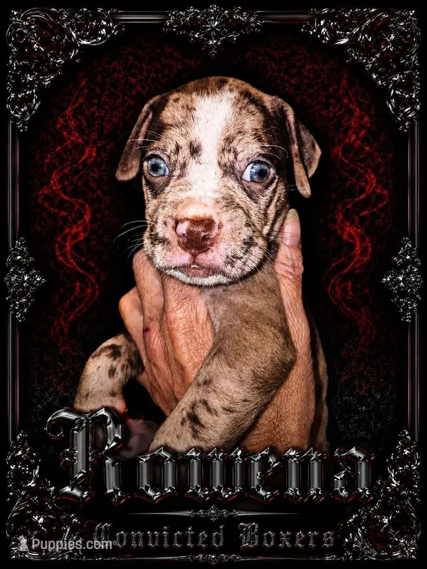 Rowena  – Boxer puppy for sale in Manistique, MI