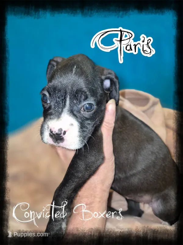 Paris  – Boxer puppy for sale in Manistique, MI