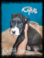 Paris , a female Boxer for sale in Manistique, MI – 1 of 2