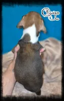 Chicago , a male Boxer for sale in Manistique, MI – 2 of 2