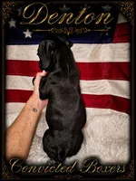 Denton , a male Boxer for sale in Manistique, MI – 8 of 8