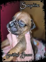 Seraphina, a female Boxer for sale in Manistique, MI – 4 of 6