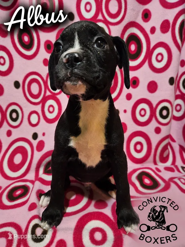 Albus – Boxer puppy for sale in Manistique, MI