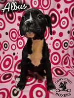 Albus, a male Boxer for sale in Manistique, MI – 1 of 6