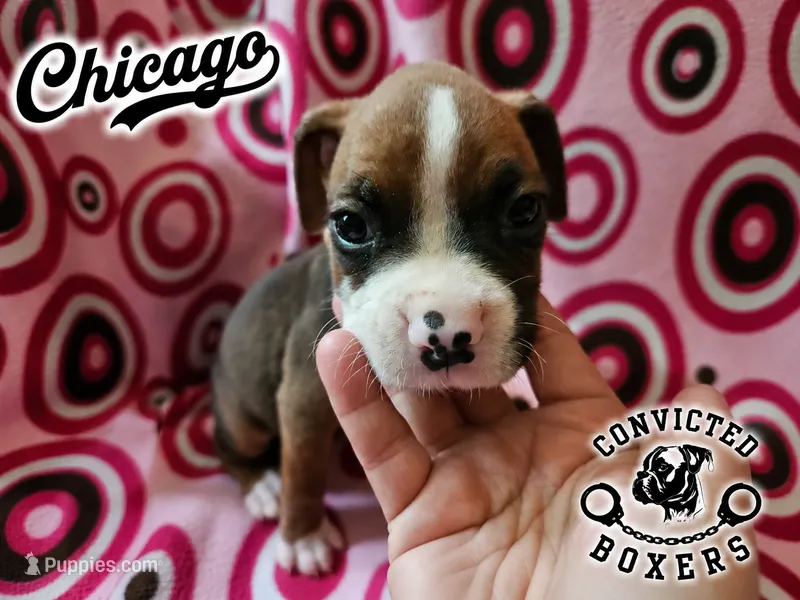 Chicago  – Boxer puppy for sale in Manistique, MI