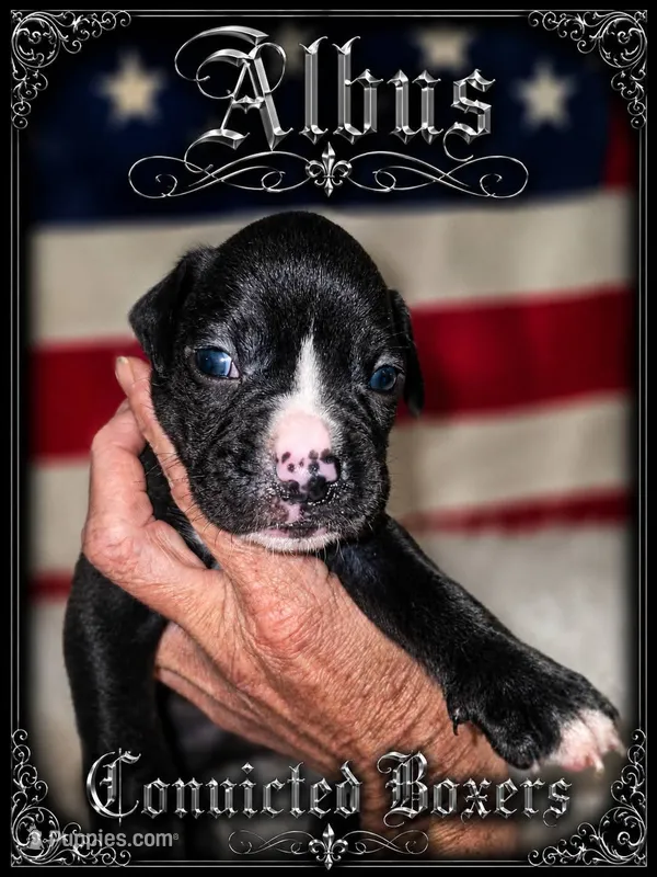 Albus – Boxer puppy for sale in Manistique, MI