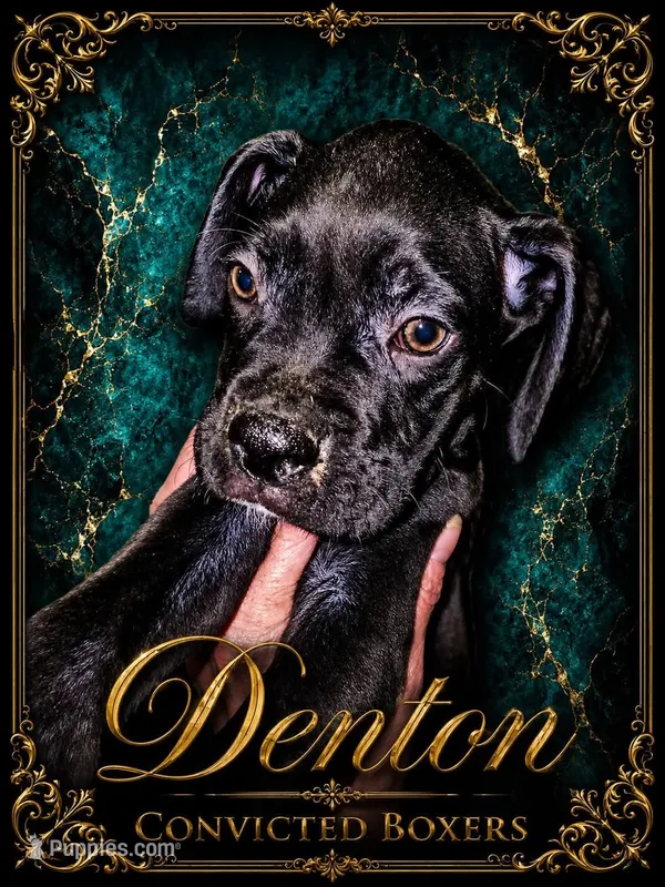 Denton  – Boxer puppy for sale in Manistique, MI