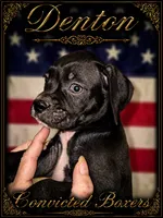 Denton , a male Boxer for sale in Manistique, MI – 3 of 8