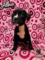 Albus, a male Boxer for sale in Manistique, MI – 5 of 6